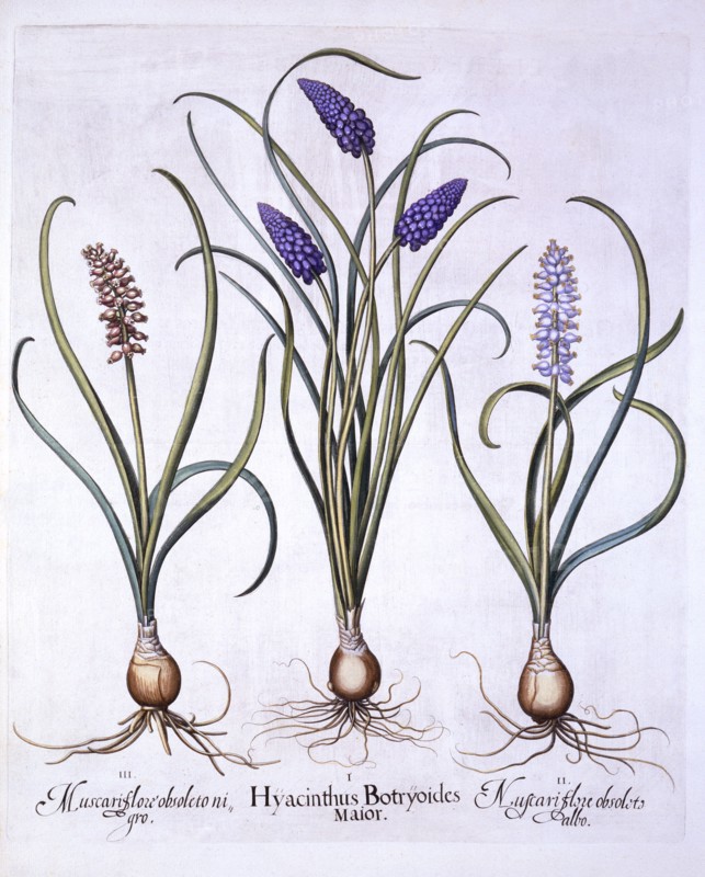 Grape Hyacinths, from 'Hortus Eystettensis', by Basil Besler (1561-1629), pub. 1613 (hand-coloured e