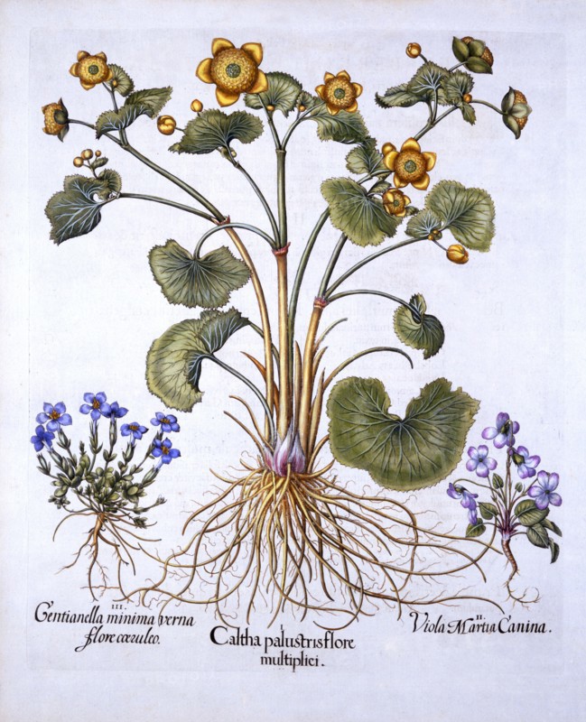 Marsh Marigold, March Violet and Spring Gentian, from 'Hortus Eystettensis', by Basil Besler (1561-1