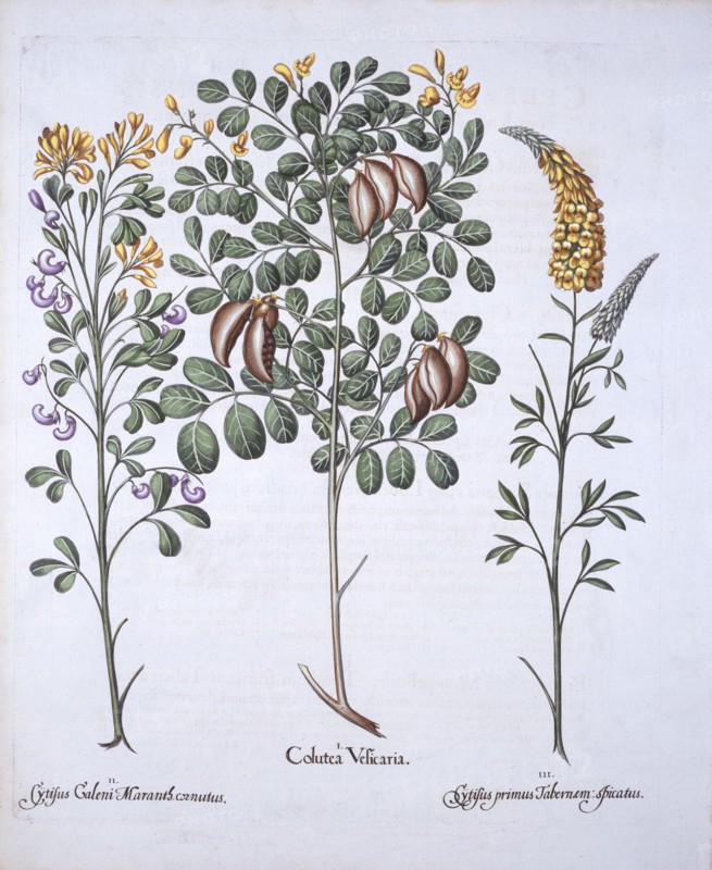 Colutea Tree and Cytisus Varieties, from 'Hortus Eystettensis', by Basil Besler (1561-1629), pub. 16