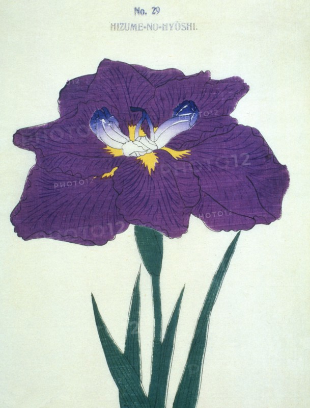 Hizume-No-Hyoshi, No 29.