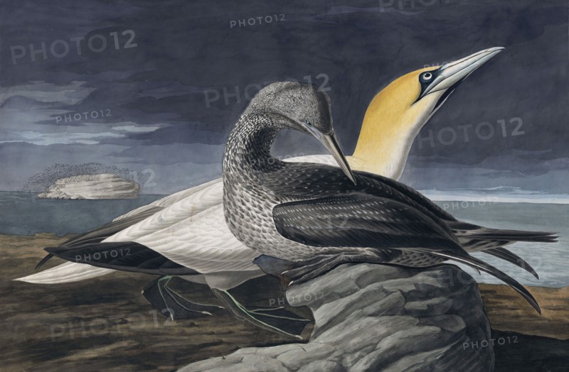 Northern Gannet, Morus Bassanus, 1845.