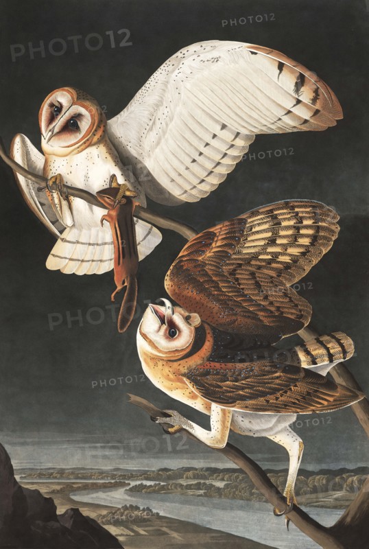 Barn Owl, Tyto Alba, 1845.