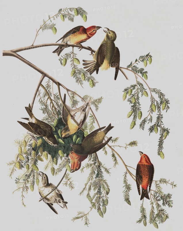Red Crossbill, Loxia Curvirostra, 1845.