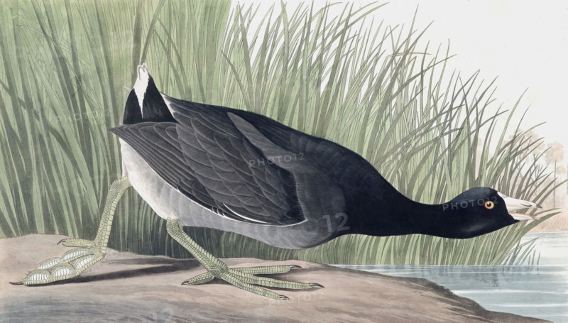 American Coot, Fulica Americana, 1845.