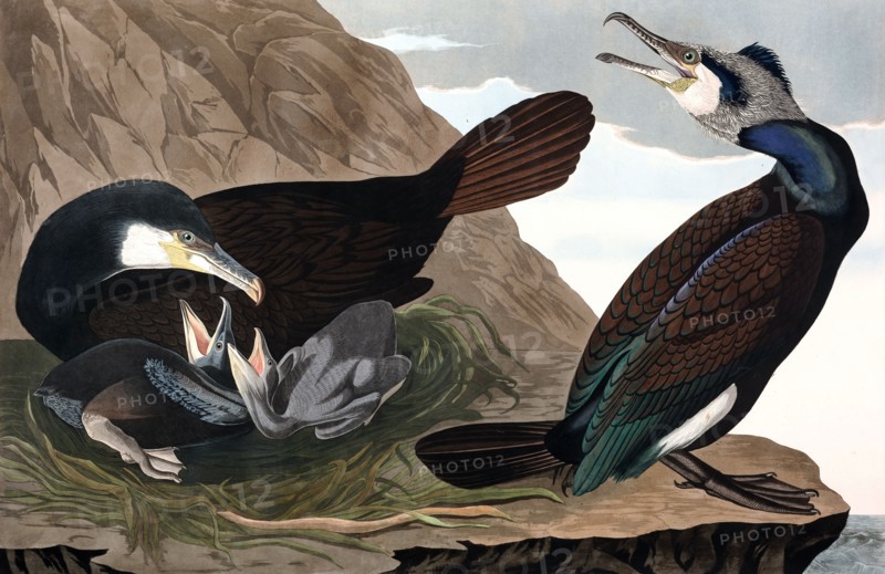 Common Cormorant,  Phalacrocorax Carbo, 1845.