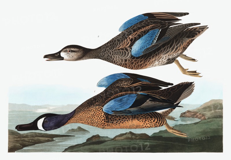 Blue  Winged Teal,  Anas Discors, 1845.