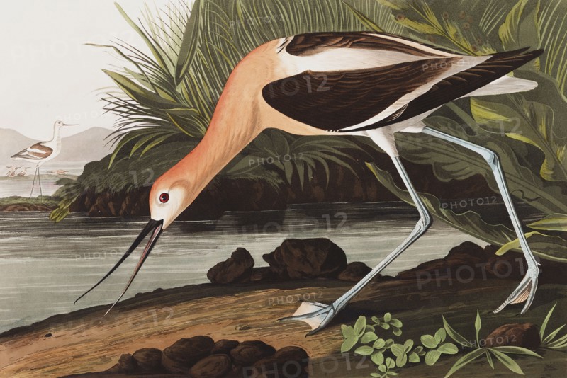 American Avocet, Recurvirostra Americana, 1845.