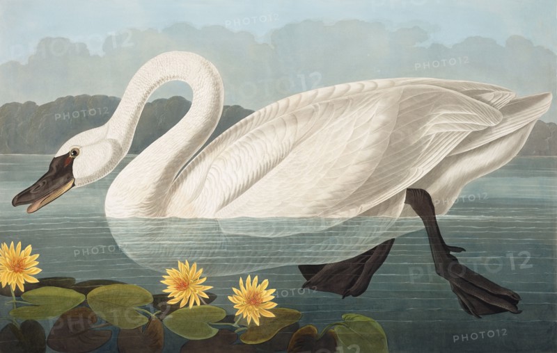 Common American Swan,  Cygnus Americanus, 1845.