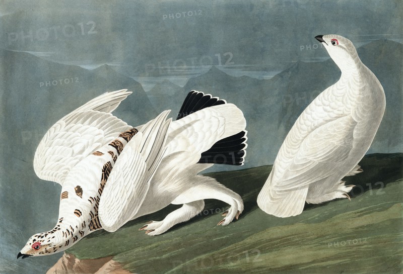 American Ptarmigan, Tetrao Mutus: White Tailed Grous, Tetrao Leucurus, 1845.
