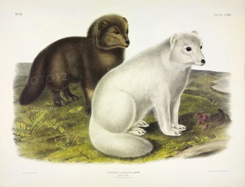 Arctic Fox, Vulpes Lagopus, 1845 (colour lithograph).