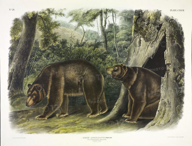 Ursus Americanus, Cinnamon Bear, 1845.