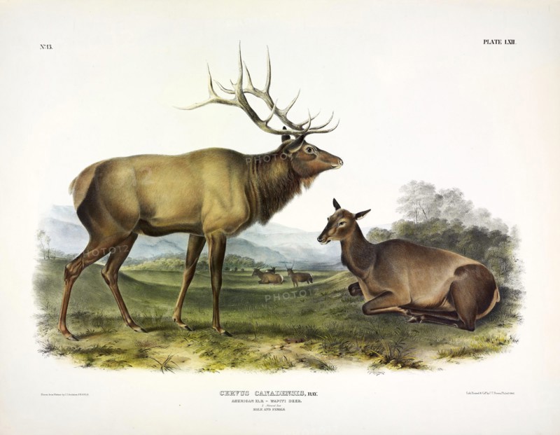 American Elk, Cervus Canadensis, 1845.