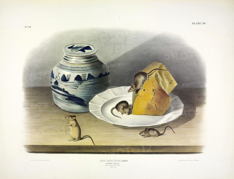 Common Mouse - Male, Female and Young, 1845.