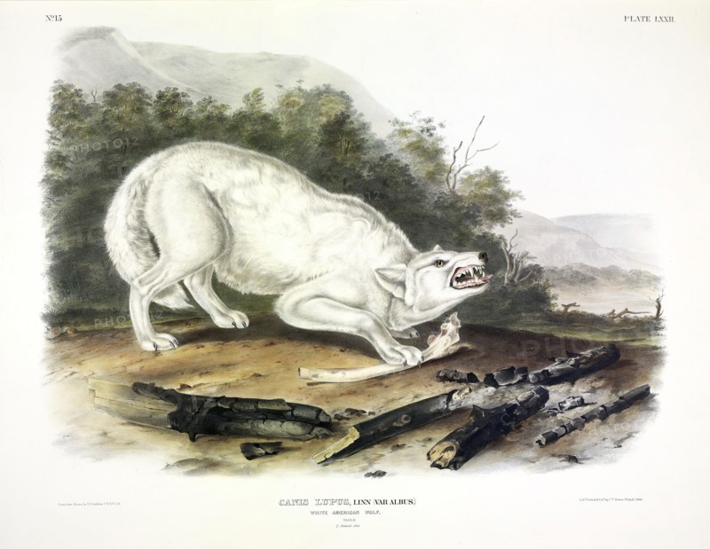 White American  Wolf, Canis Lupus, , 1845.