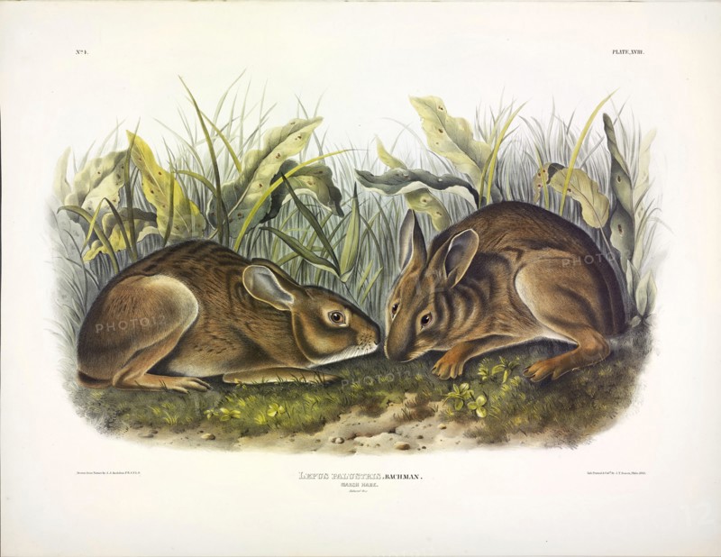 Marsh Hare, Lepus Palustris, 1845.