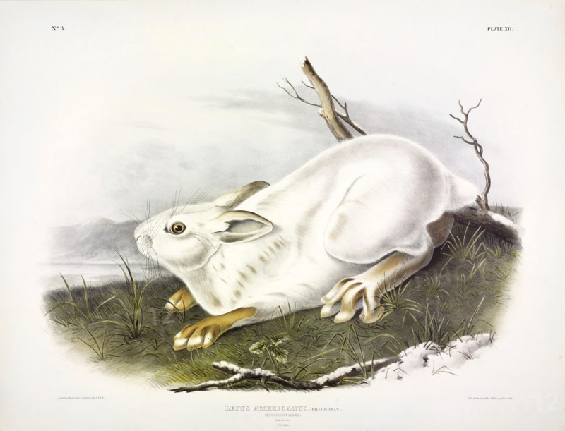Northern Hare, Lepus Americanus, 1845.
