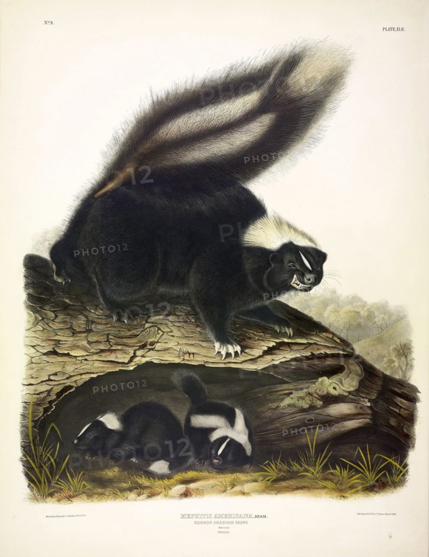 Common American Skunk, Mephitis Americana, 1845.