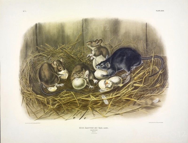 Black Rat, Mus Rattus et Var, 1845.