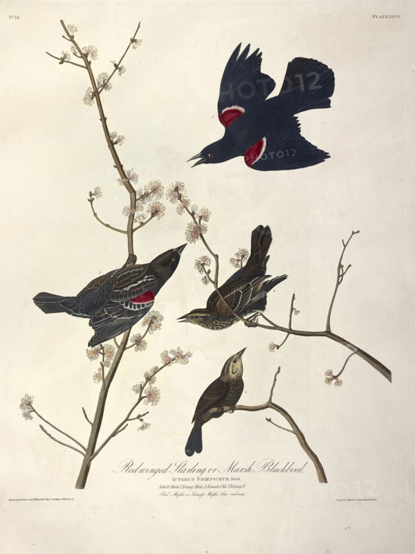 Redwinged Starling or Marsh Blackbird, Icterus Phoeniceus, 1845.