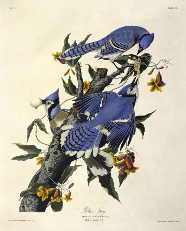 Blue Jay,  Corvus Christatus, 1845.