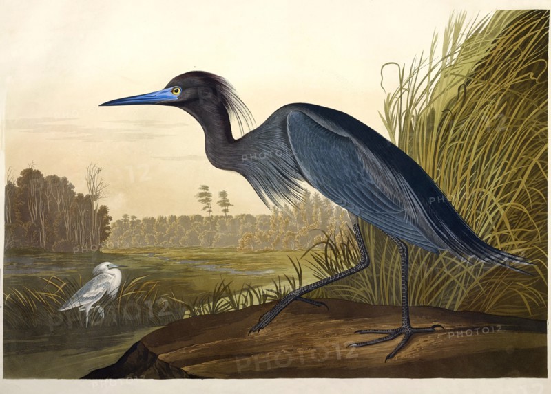 Blue Crane or Heron, Ardea Coerulea, 1845.