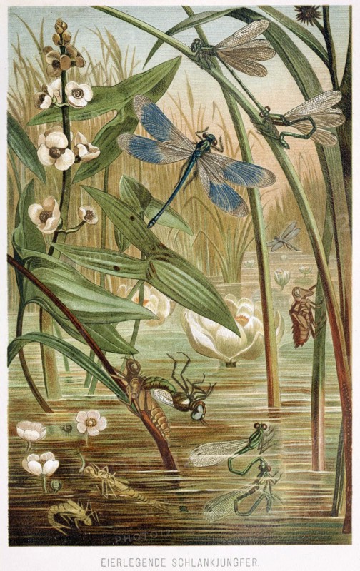 Stages of Development of a Damselfly, from Brehms Tierleben, pub. 1860's (colour lithograph) , 1860. Creator: German School (19th Century).