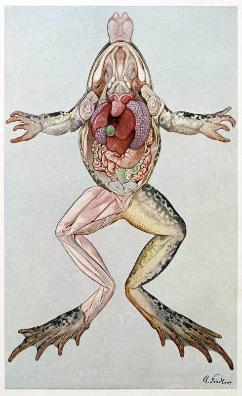 Anatomical Cross Section of a femal frog, from Brehms Tierleben, pub. 1860's.  Creator: German School (19th Century).
