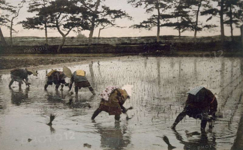 Five peasants re-planting rice in a paddy field, 1890's. Creator: Japanese Photographer (19th Century).