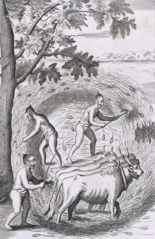 The manner of treading out their rice, pub. 1681. Creator: Robert Knox (1641-1720).