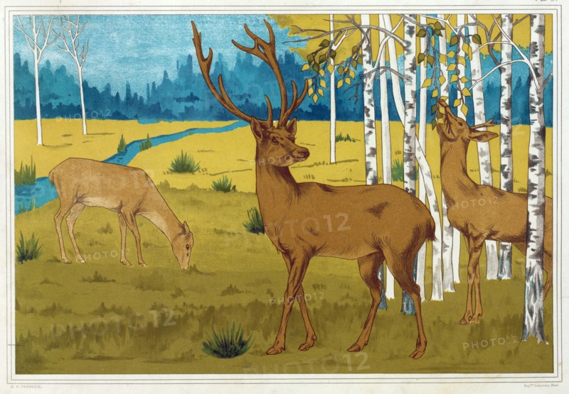 Deer, from 'L'Animal dans la Decoration', pub. 1897. Creator: Maurice Pillard Verneuil (1869?1942).
