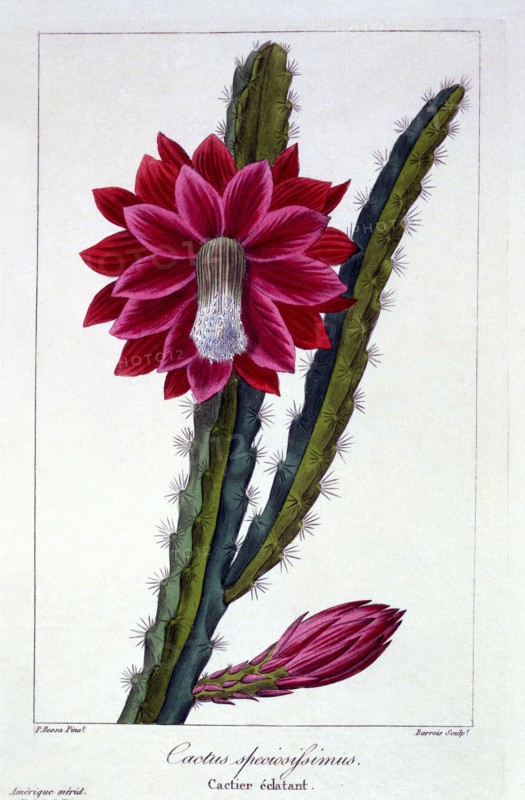 Cactus,  pub. 1836. Creator: Panacre Bessa (1772-1846).