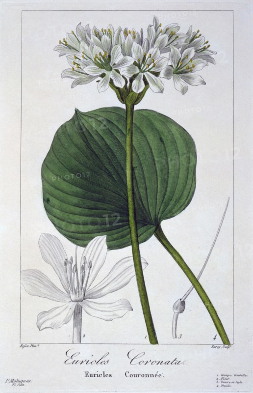 Euricles coronata,  pub. 1836. Creator: Panacre Bessa (1772-1846).