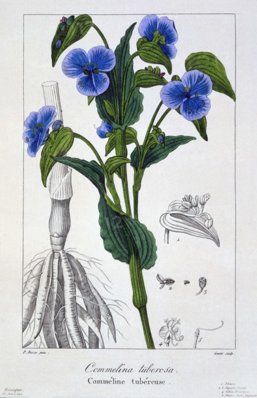 Commelina tuberosa, pub. 1836. Creator: Panacre Bessa (1772-1846).