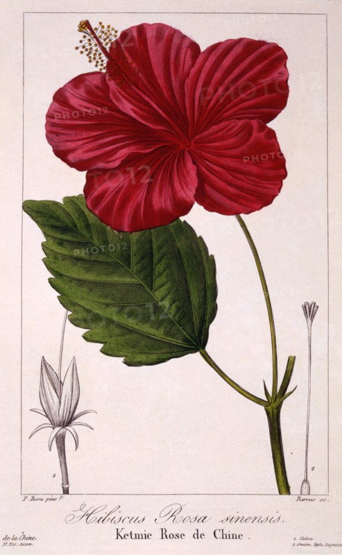 Hibiscus: H. rosa-sinensis,  pub. 1836. Creator: Panacre Bessa (1772-1846).