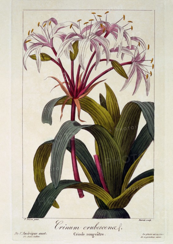 Crinum erubescens,  pub. 1836. Creator: Panacre Bessa (1772-1846).