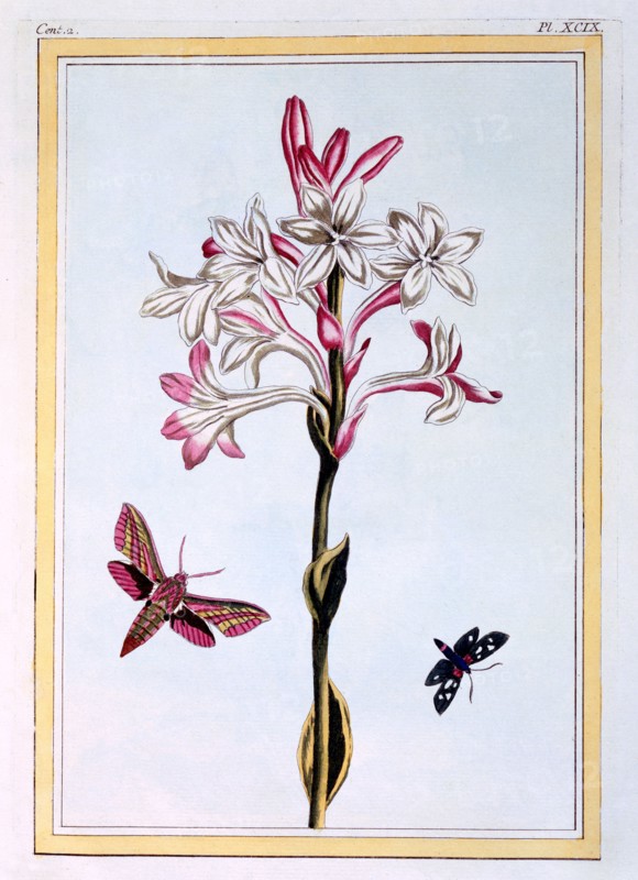 La Tuberose,  pub. 1776. Creator: Pierre Joseph Buchoz (1731-1807).