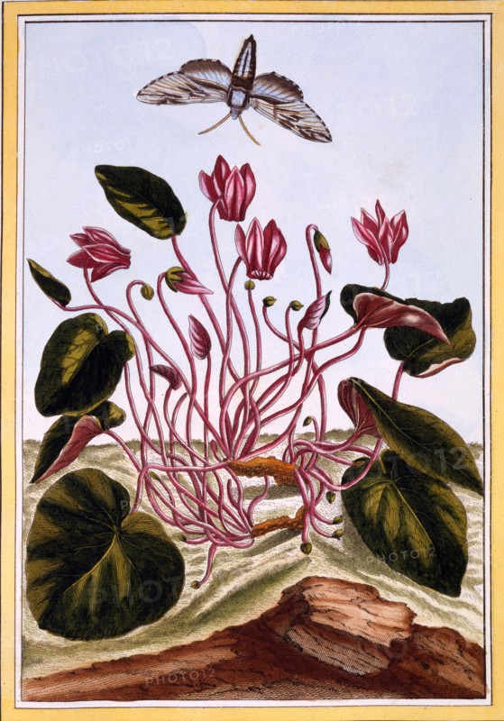 Cyclamen,  pub. 1776. Creator: Pierre Joseph Buchoz (1731-1807).