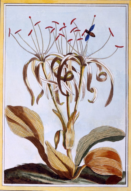 Sea Daffodil,  pub. 1776. Creator: Pierre Joseph Buchoz (1731-1807).