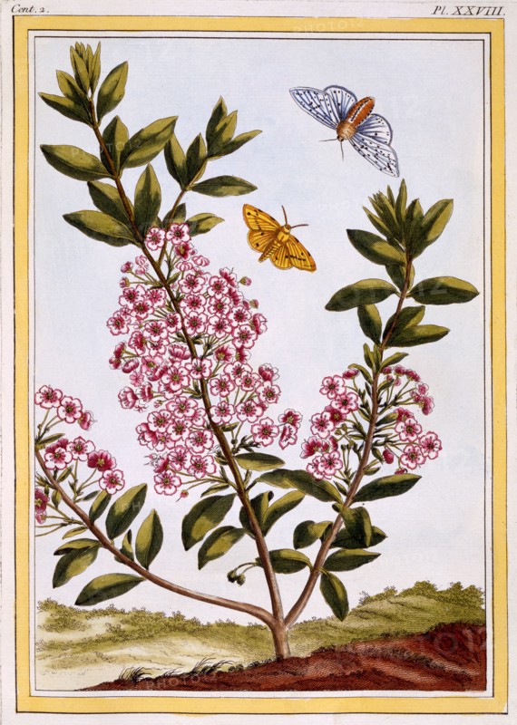 Sheep's Laurel (Kalmia augustifolia), pub. 1776. Creator: Pierre Joseph Buchoz (1731-1807).