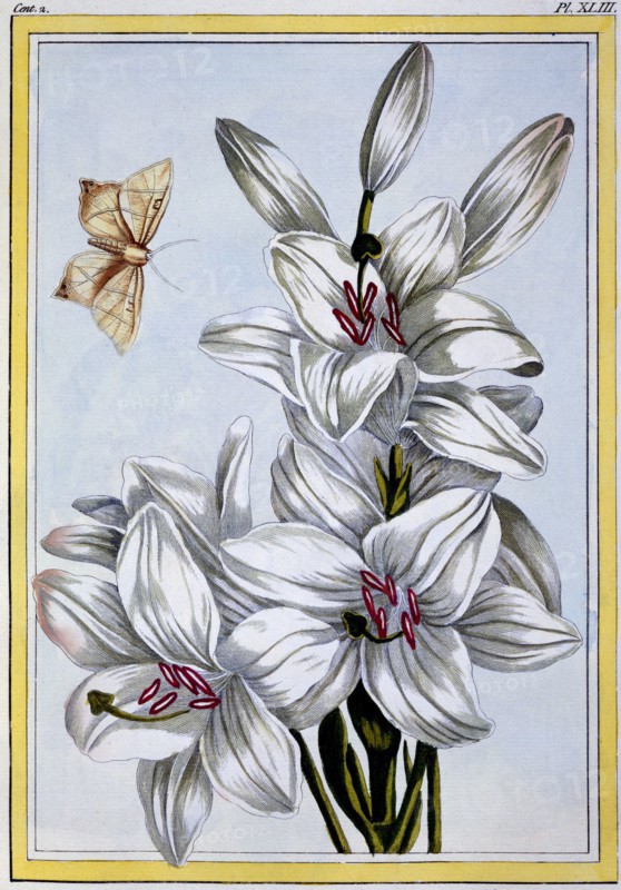 The Great White Lily, pub. 1776. Creator: Pierre Joseph Buchoz (1731-1807).