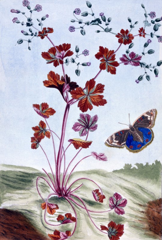 Glossy Cranesbill,  pub. 1776. Creator: Pierre Joseph Buchoz (1731-1807).