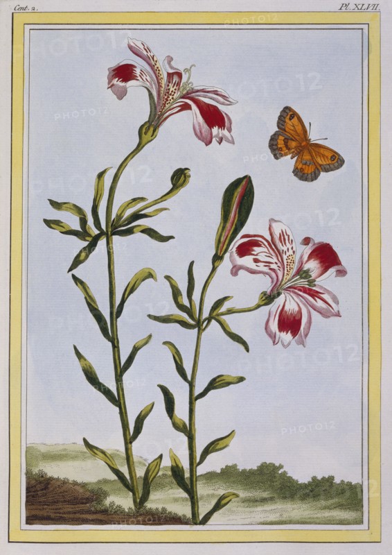 La Fleur Tachete des Incas (Peruvian Lily),  pub. 1776. Creator: Pierre Joseph Buchoz (1731-1807).