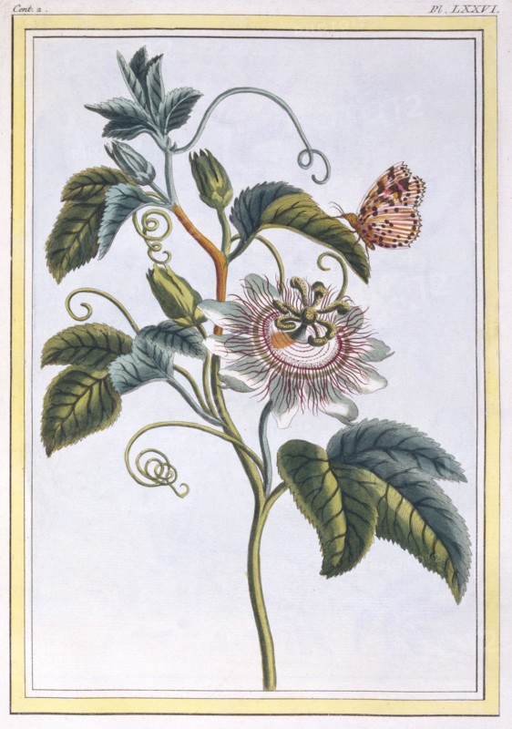 La Grenadille ou Le Maracot, pub. 1776. Creator: Pierre Joseph Buchoz (1731-1807).