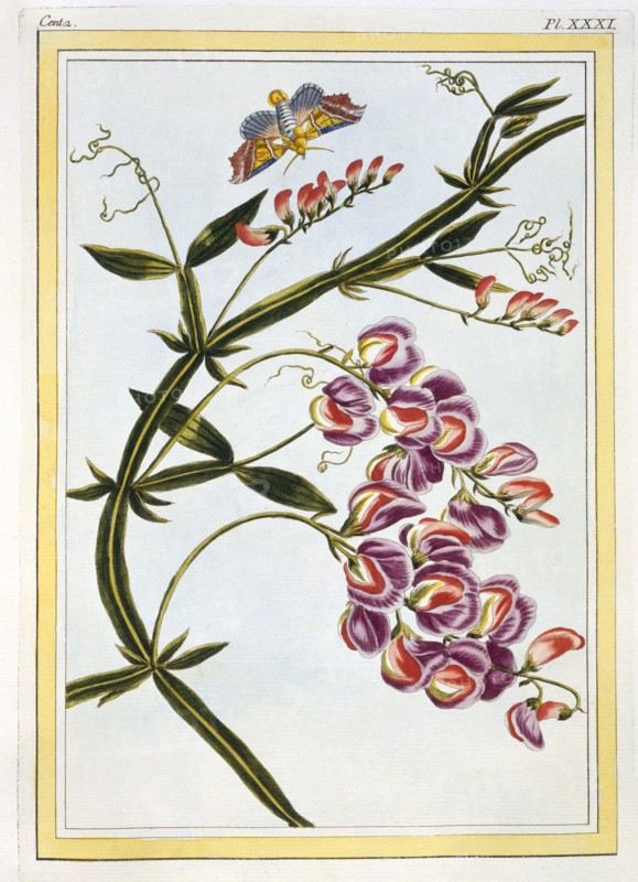 Le Grand Lathyre (Everlasting Sweet Pea),  pub. 1776. Creator: Pierre Joseph Buchoz (1731-1807).