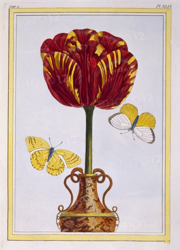 Tulip 'Le Drap d'Or,  pub. 1776. Creator: Pierre Joseph Buchoz (1731-1807).