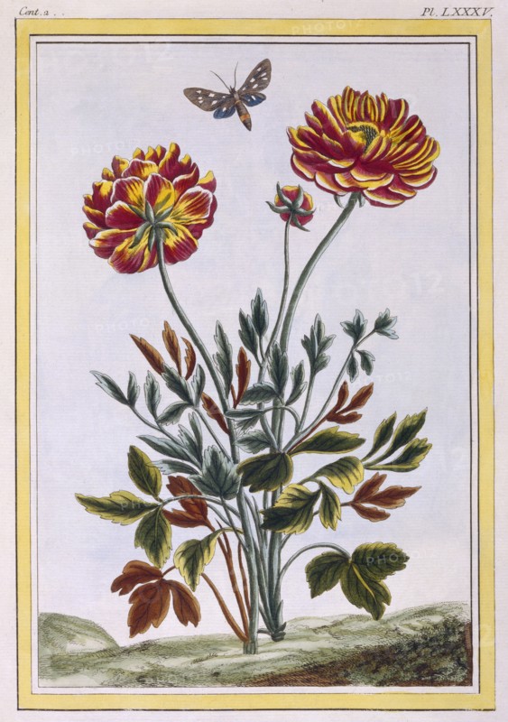 A variety of double flowered yellow poppy, pub. 1776. Creator: Pierre Joseph Buchoz (1731-1807).