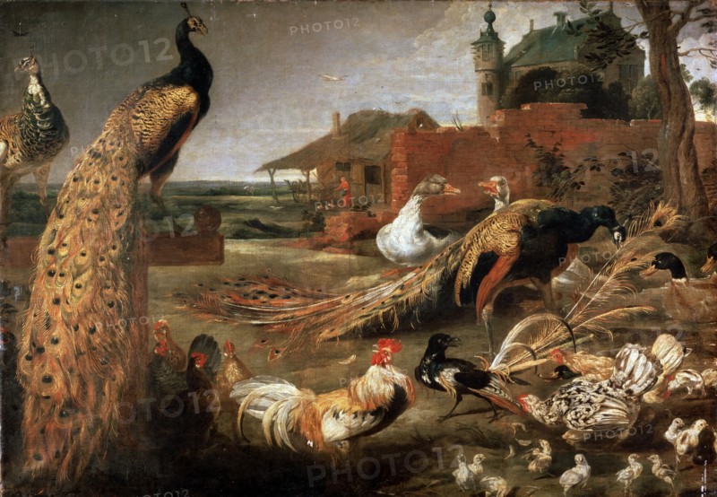 'Crow in Peacock's Fathers', c1615-1690. Artist: Pauwel de Vos