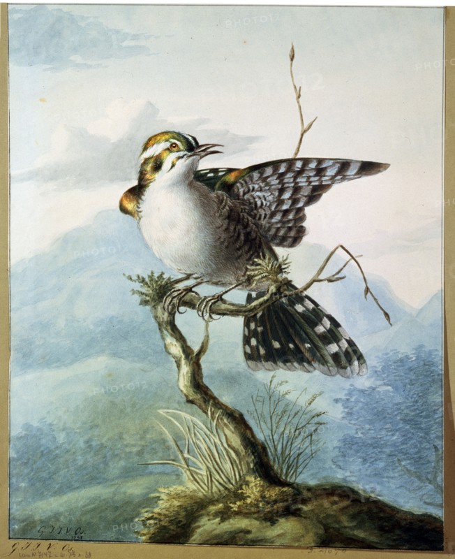 'A Little Bird', 1798. Artist: Georgius Jacobus Johannes van Os