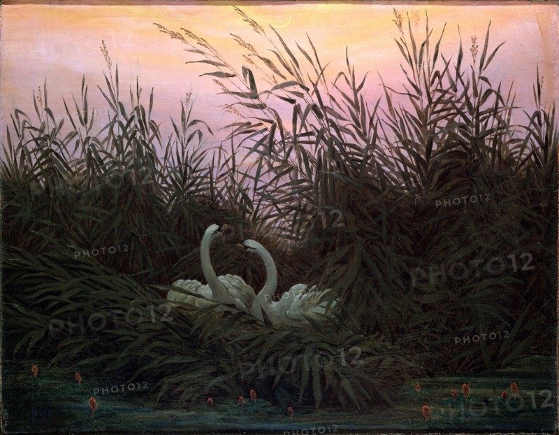 'Swans in the Reeds', c1794-c1831. Artist: Caspar David Friedrich