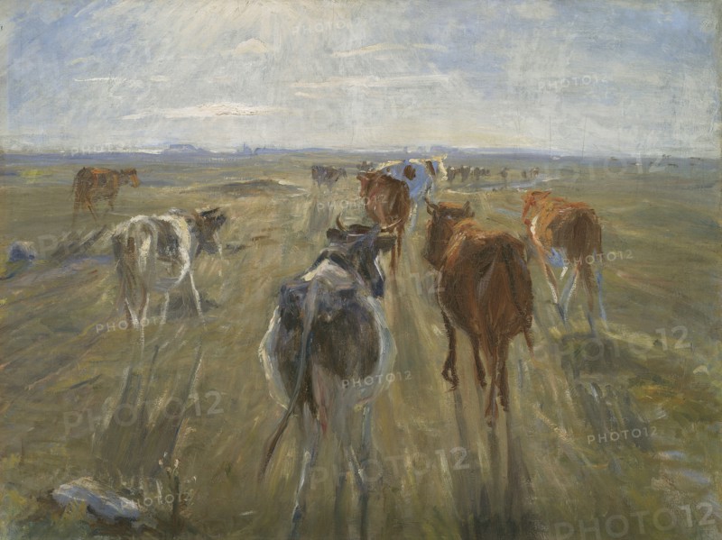 Long Shadows. Cattle on the Island of Saltholm, c. 1890. Artist: Philipsen, Theodor (1840-1920)
